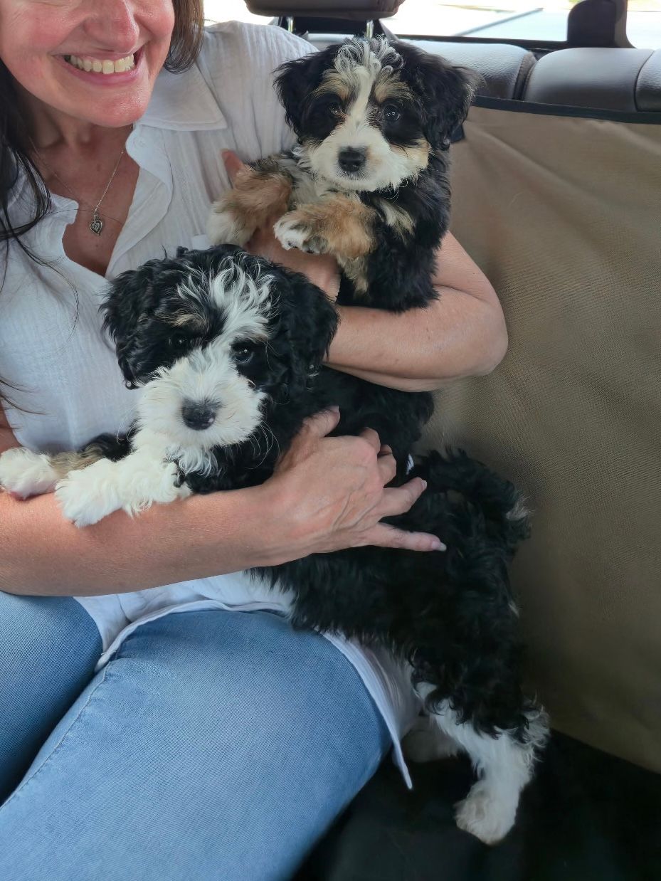 Bernedoodle puppy from Donna's Deluxe Doodles held by a happy new owner