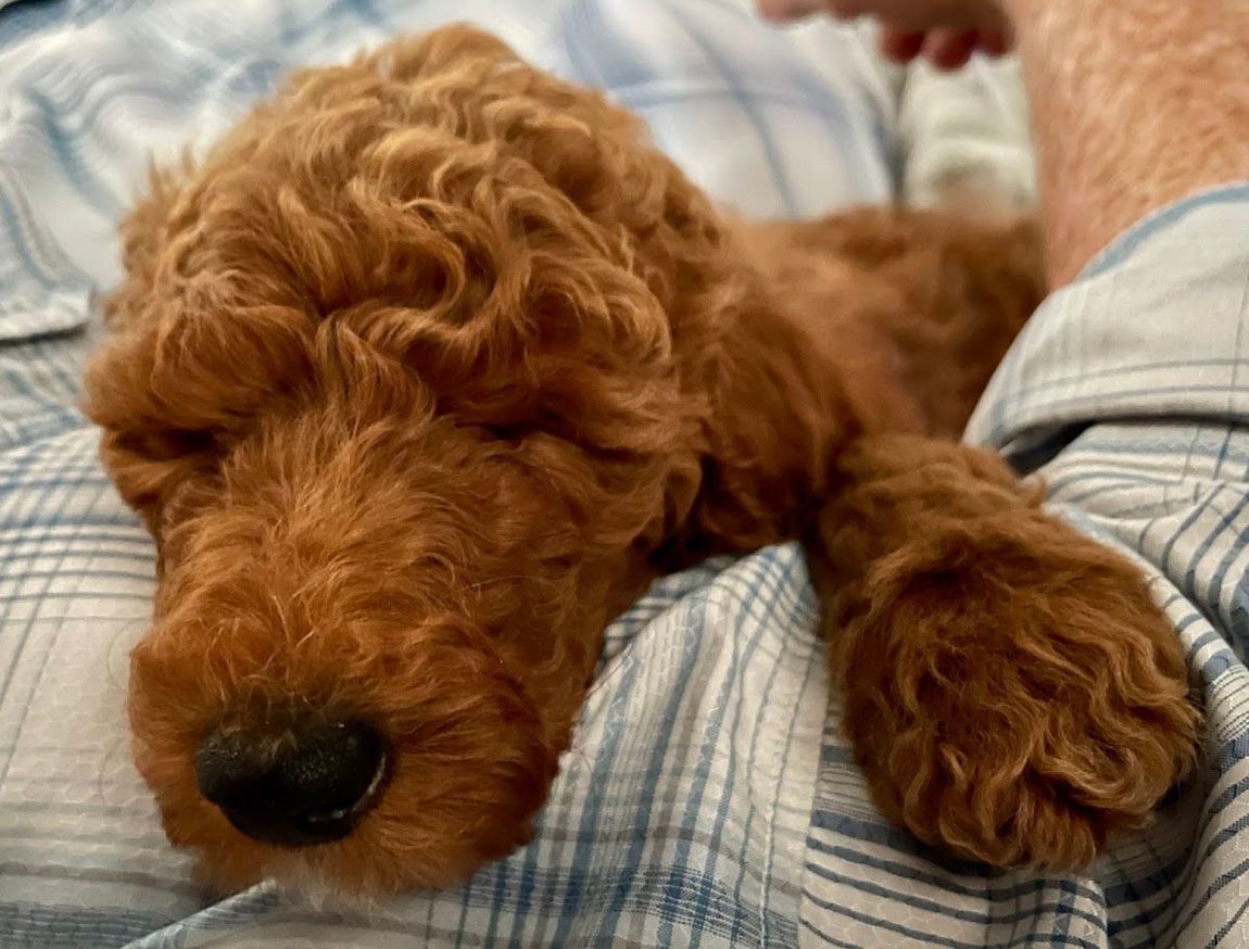 Red doodle puppy from Donna's Deluxe Doodles snuggled in a blanket
