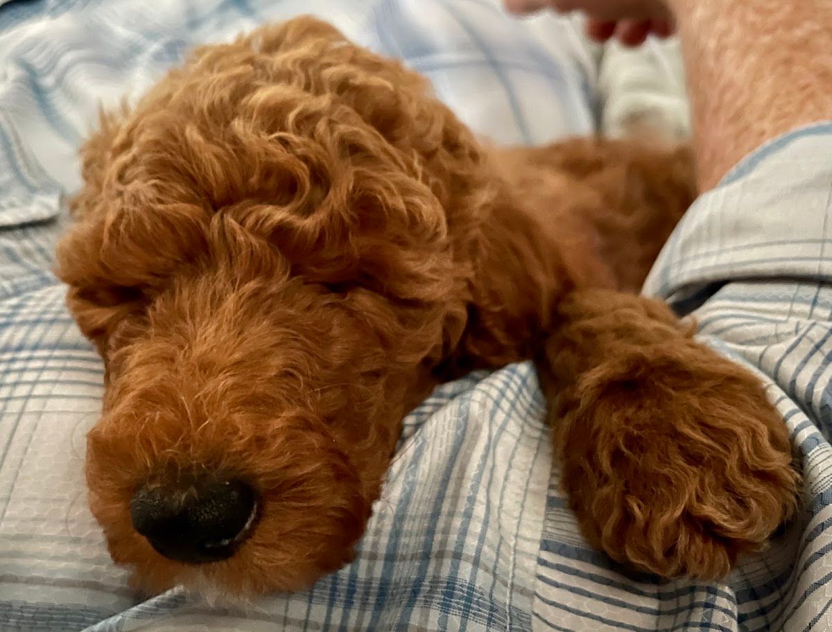 Red doodle puppy from Donna's Deluxe Doodles snuggled in a blanket