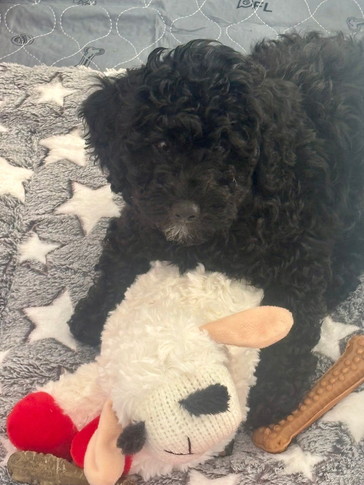 Black puppy from Donna's Deluxe Doodles in her new home