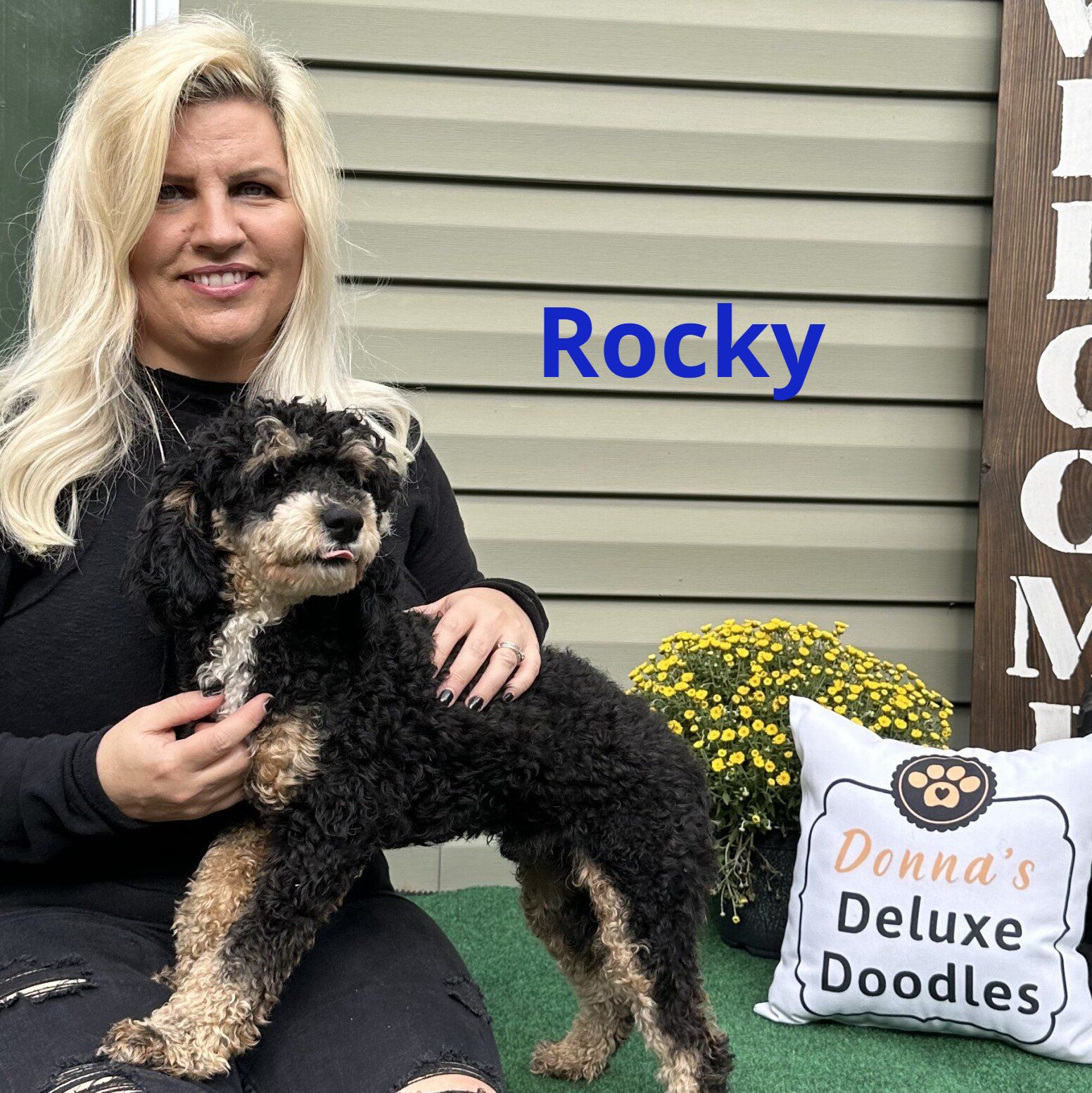 miniature poodle  rocky