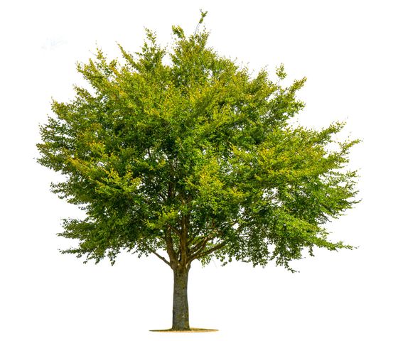 Tree Services — Mt. Juliet, TN — Love It Landscaping & Tree