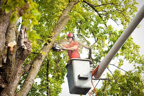 Tree Services — Mt. Juliet, TN — Love It Landscaping & Tree