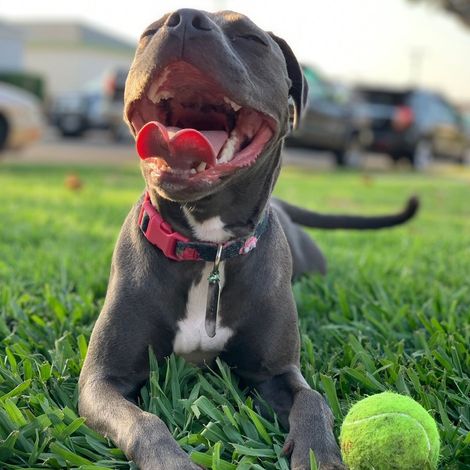 Gray dog lying in grass with tennis ball — Apartments for Rent Boise