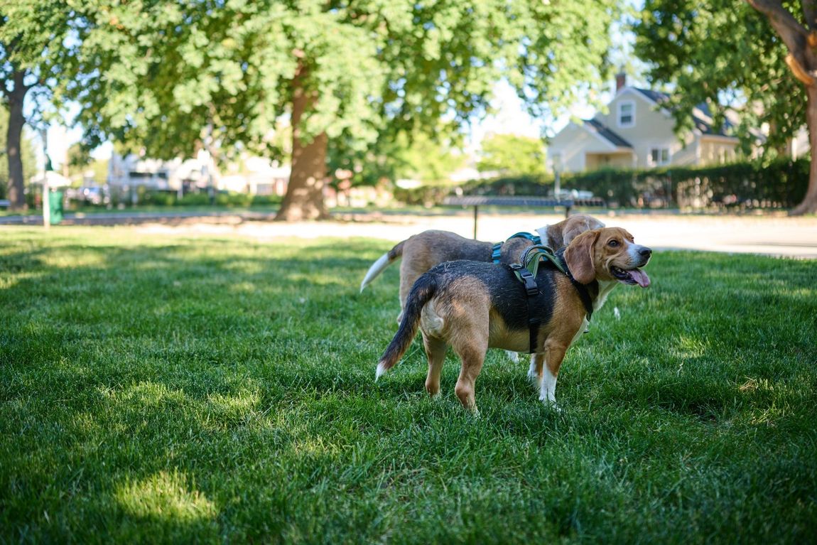 Two dogs play in a grassy park — boise apartments for rent