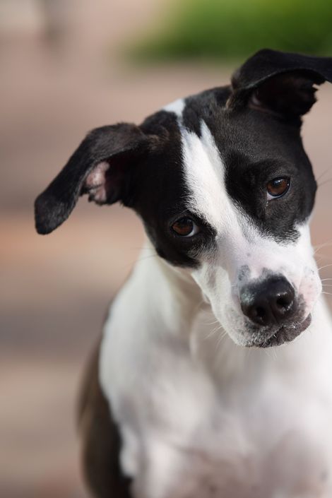 Black and white dog with head tilted — Apartments for Rent Boise