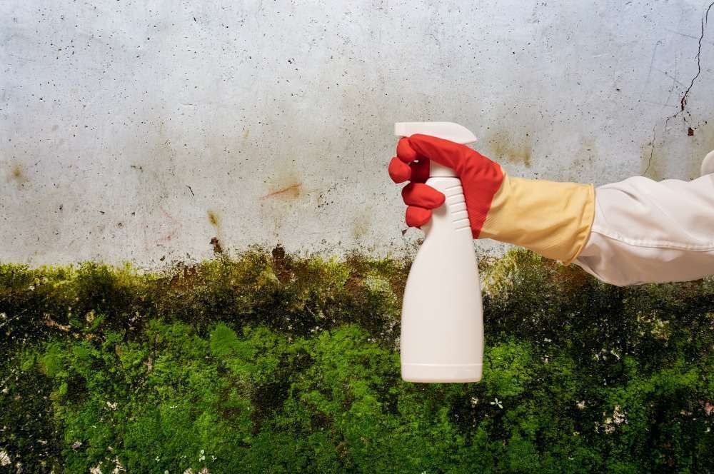 Vinegar Kill Mold
