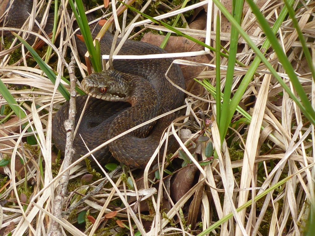 Eine Kreuzotter liegt zusammengerollt im hohen Gras und blickte nach vorn.