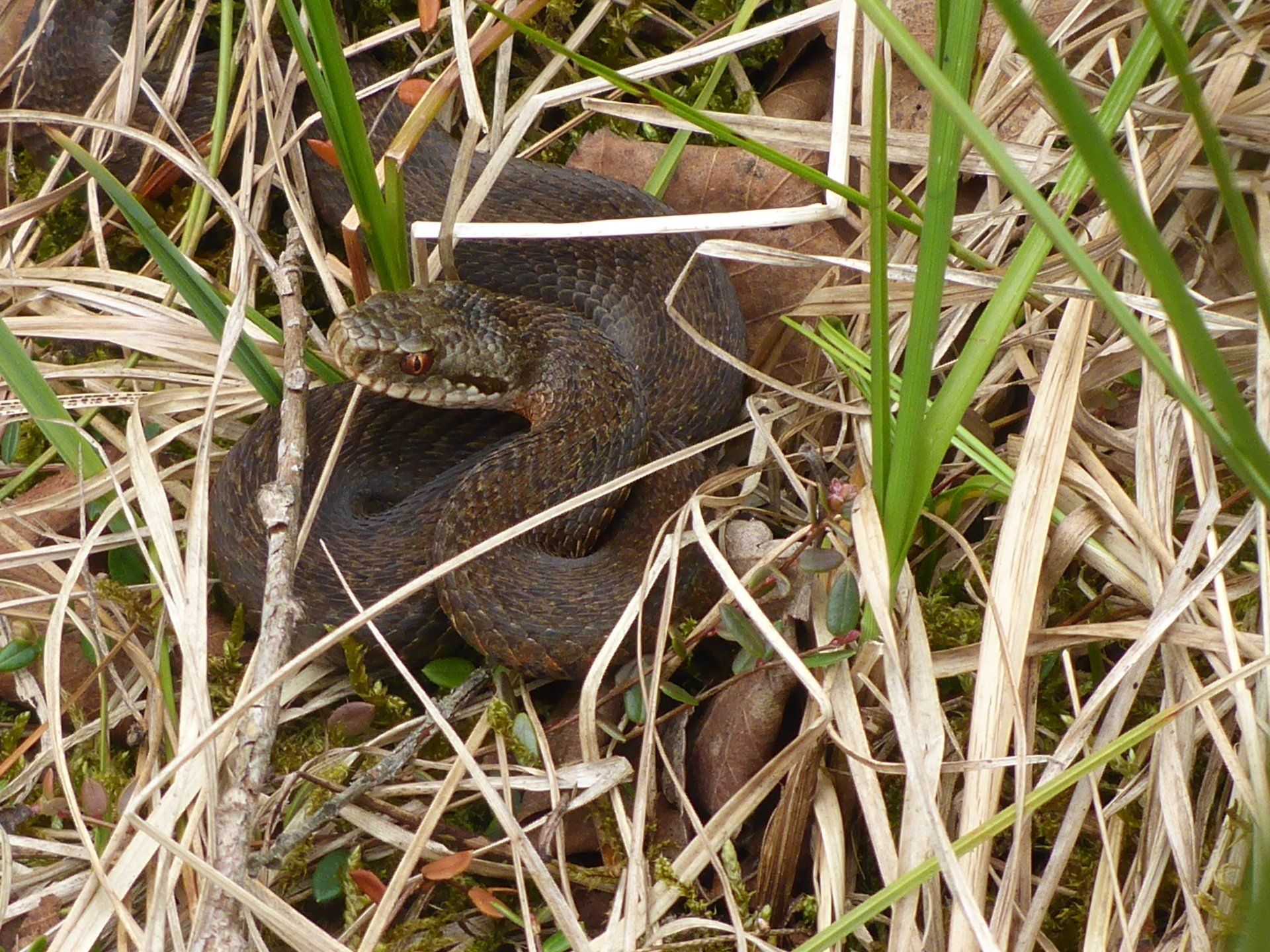 Eine Kreuzotter liegt zusammengerollt im hohen Gras und blickte nach vorn.