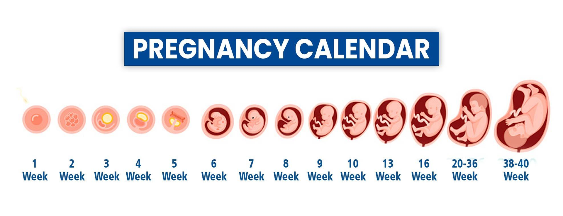 Pregnancy Calendar Pregnancy Stages Week By Week
