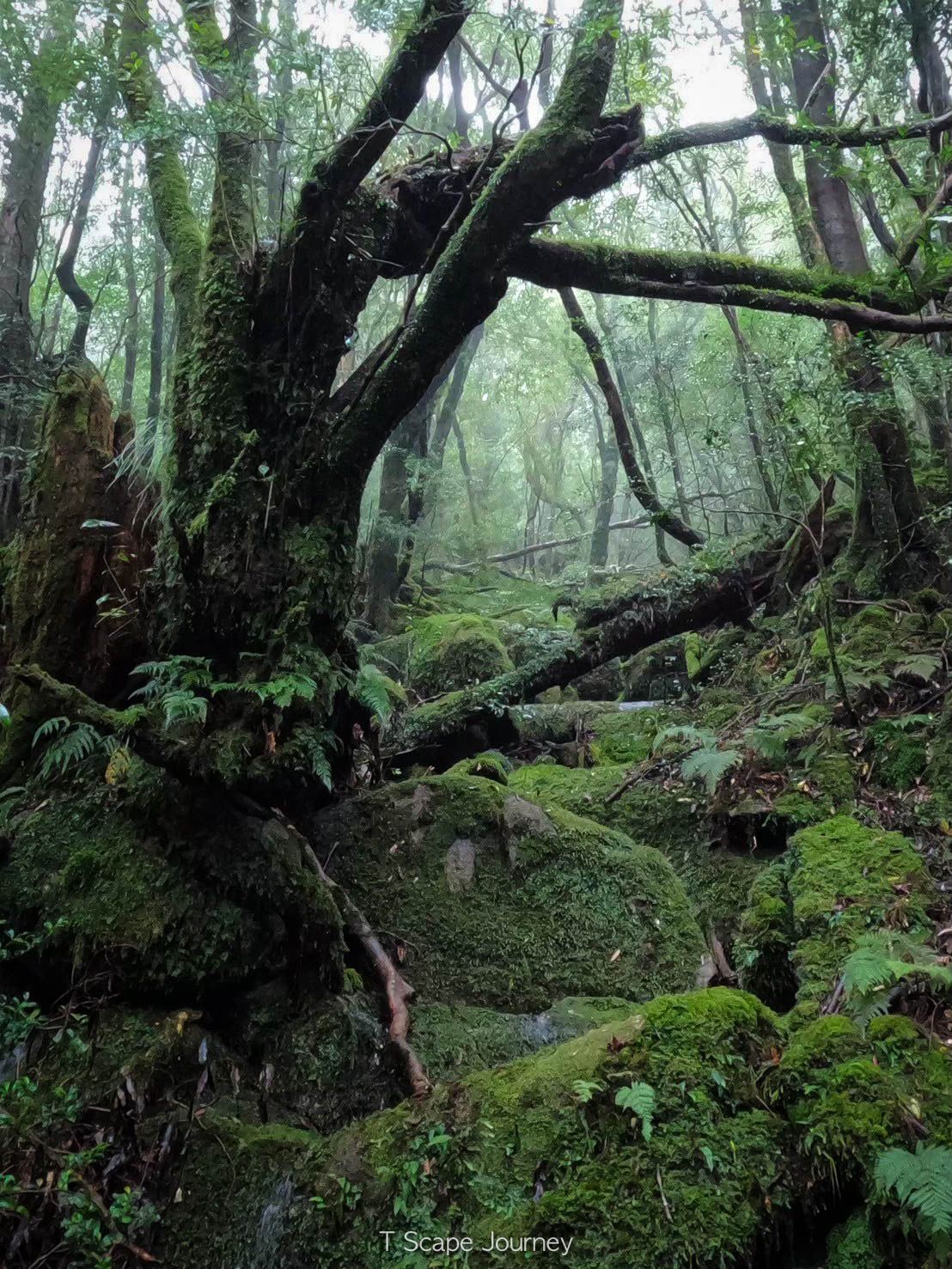 Yakushima