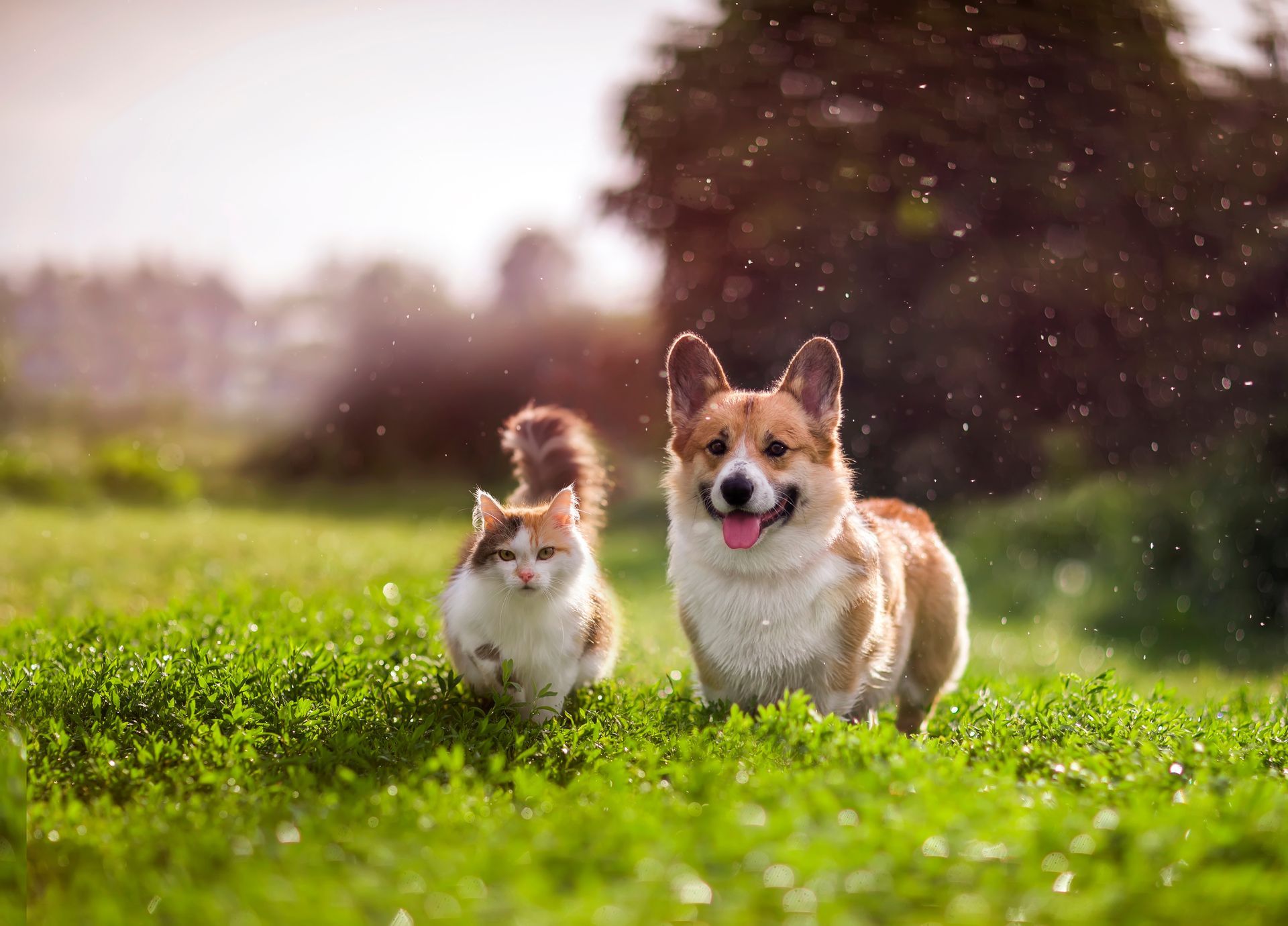 Two corgi dogs running through a sunny green field with grass and bokeh lights