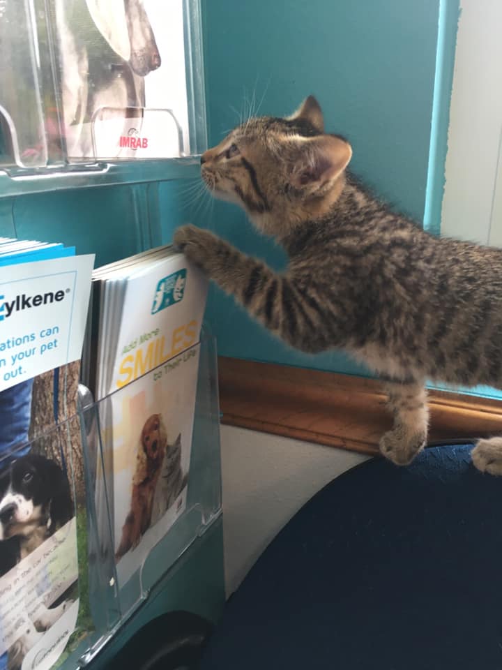 Pet Hospice Des Moines, IA Hickman Rd Veterinary Clinic