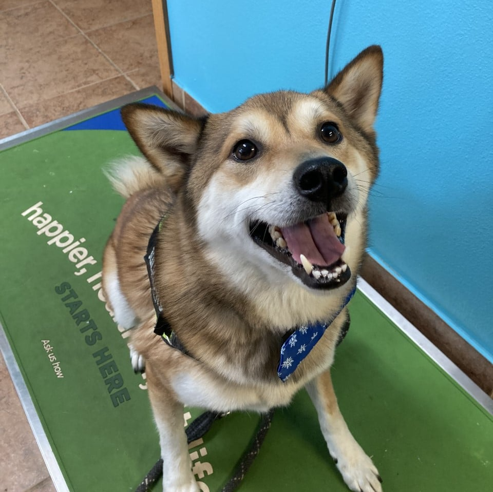 Pet Surgery Des Moines, IA Hickman Rd Veterinary Clinic