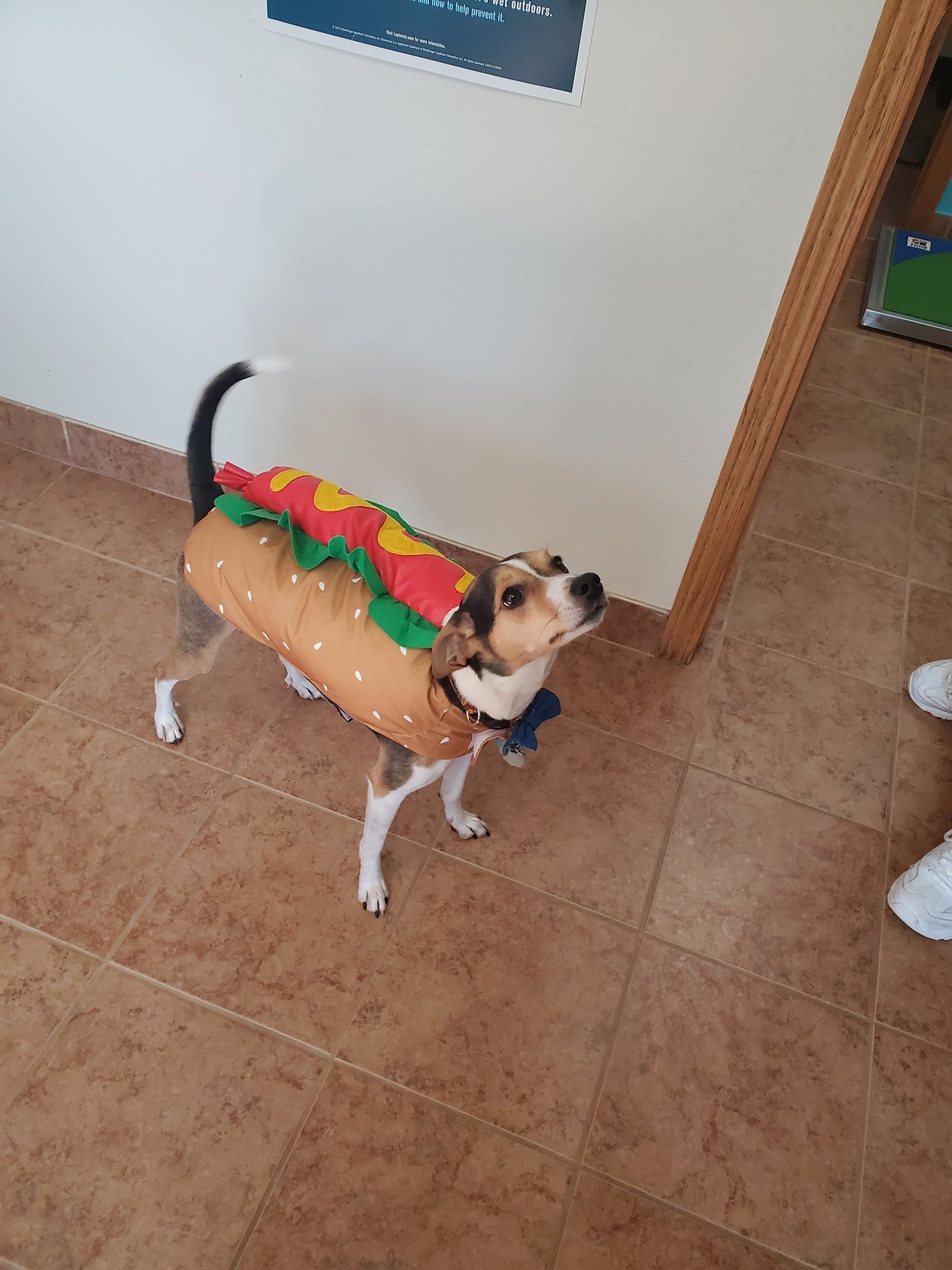 Pet Care Des Moines, IA Hickman Rd Veterinary Clinic