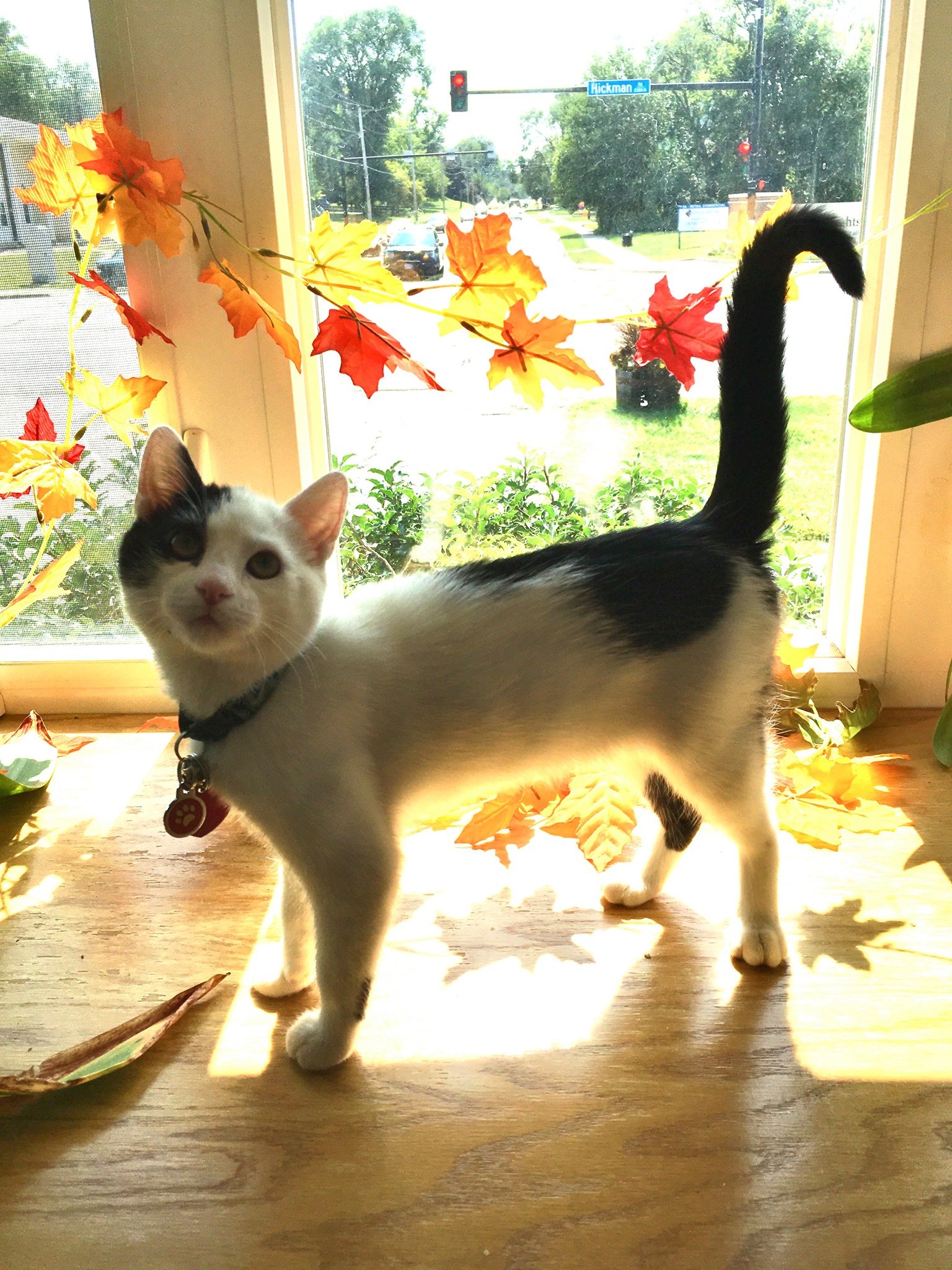 Pet Hospice Des Moines, IA Hickman Rd Veterinary Clinic