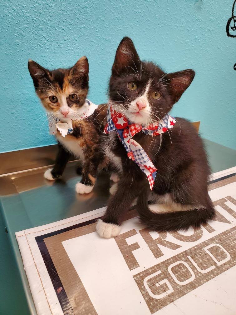 Two Cute Cats - Des Moines, IA - Hickman Road Veterinary Clinic