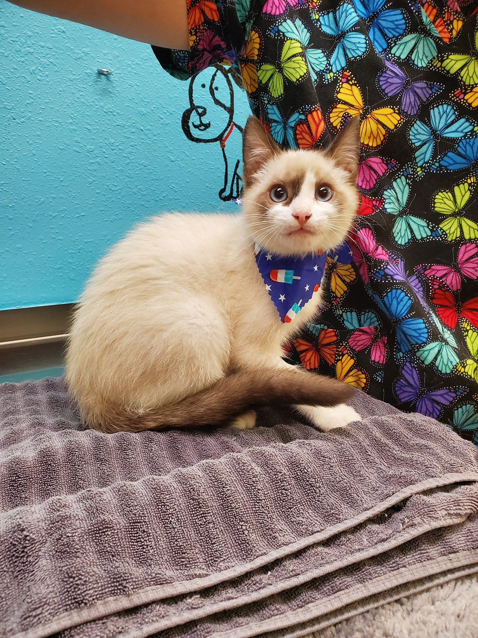 Pet Care Des Moines, IA Hickman Rd Veterinary Clinic