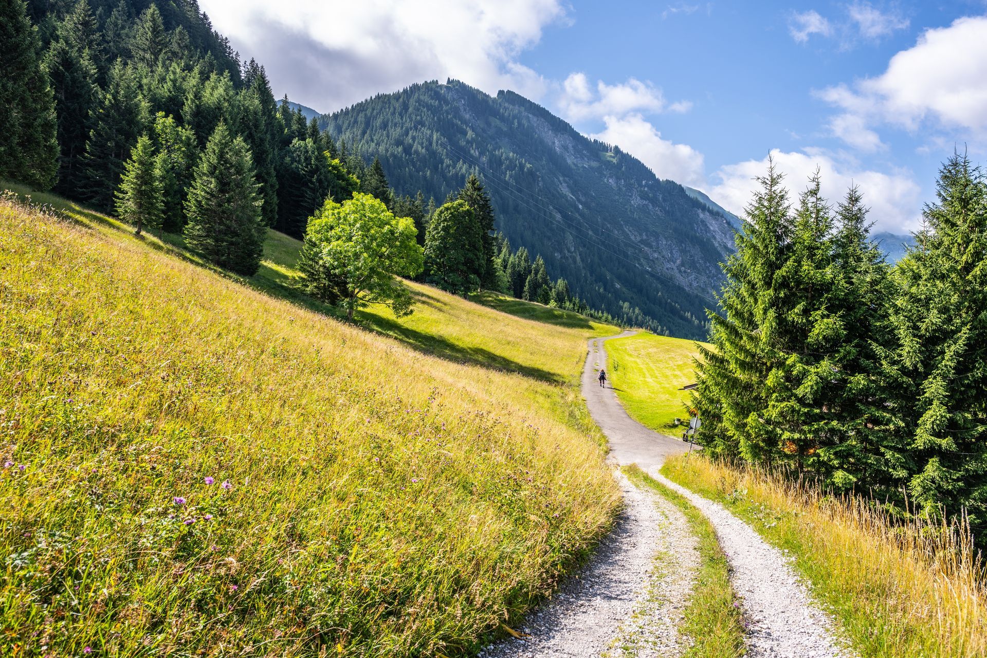 Gravel path winding through a green mountain meadow with trees under a bright blue sky