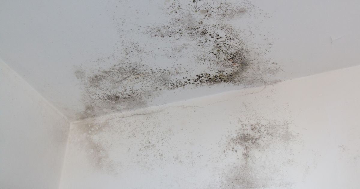 Mold growing on a ceiling and wall corner after water damage in a Texas home