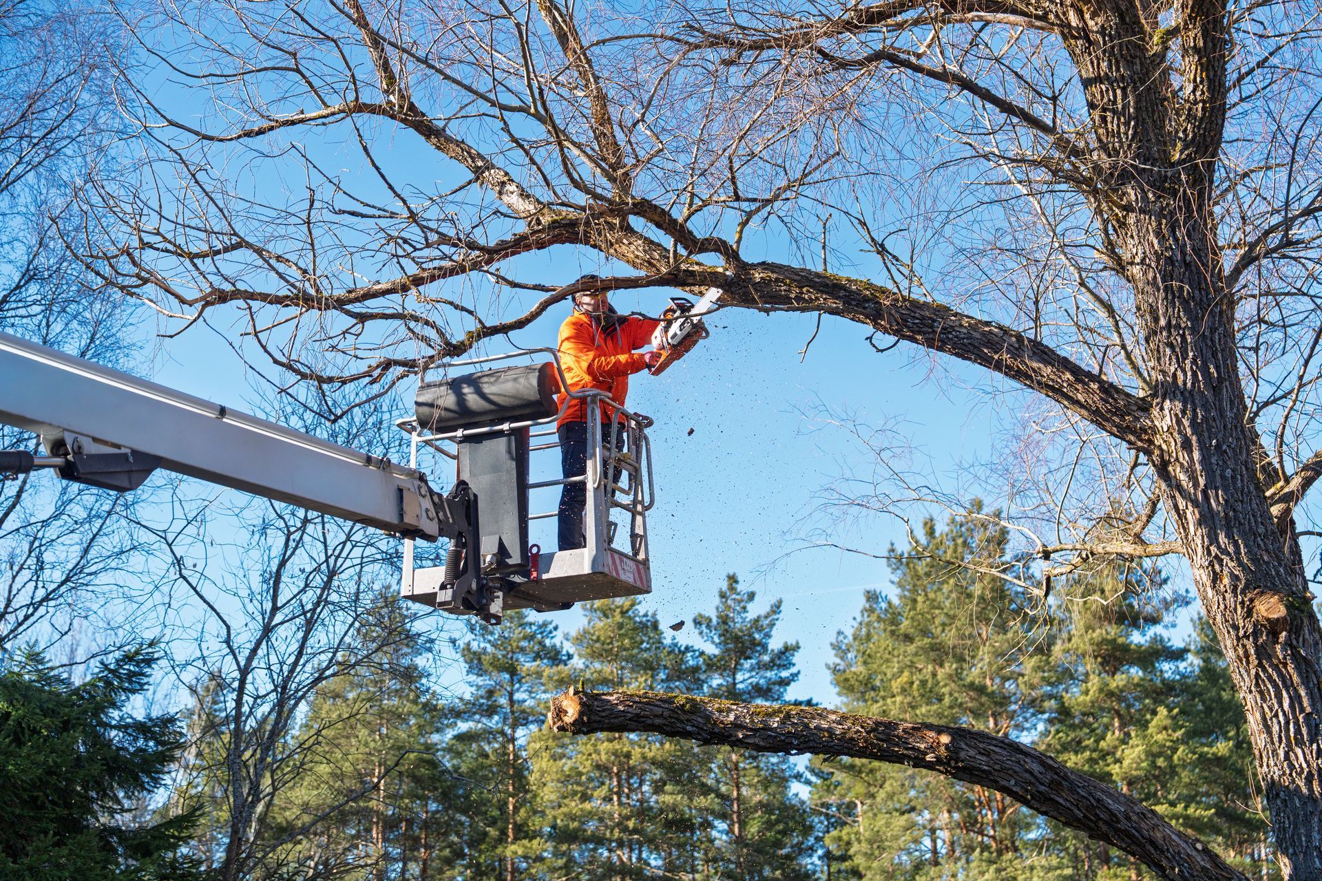 A man is trimming a tree with a chainsaw.