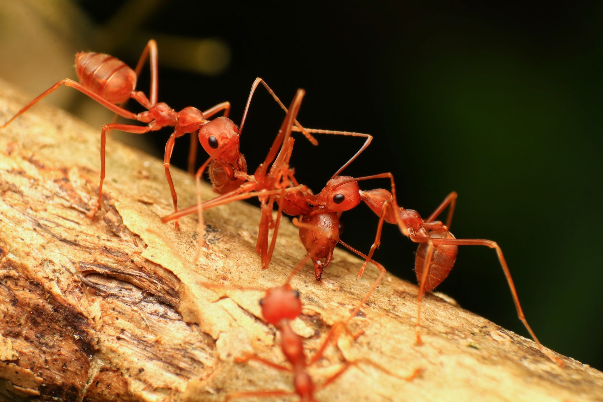 Ant colony