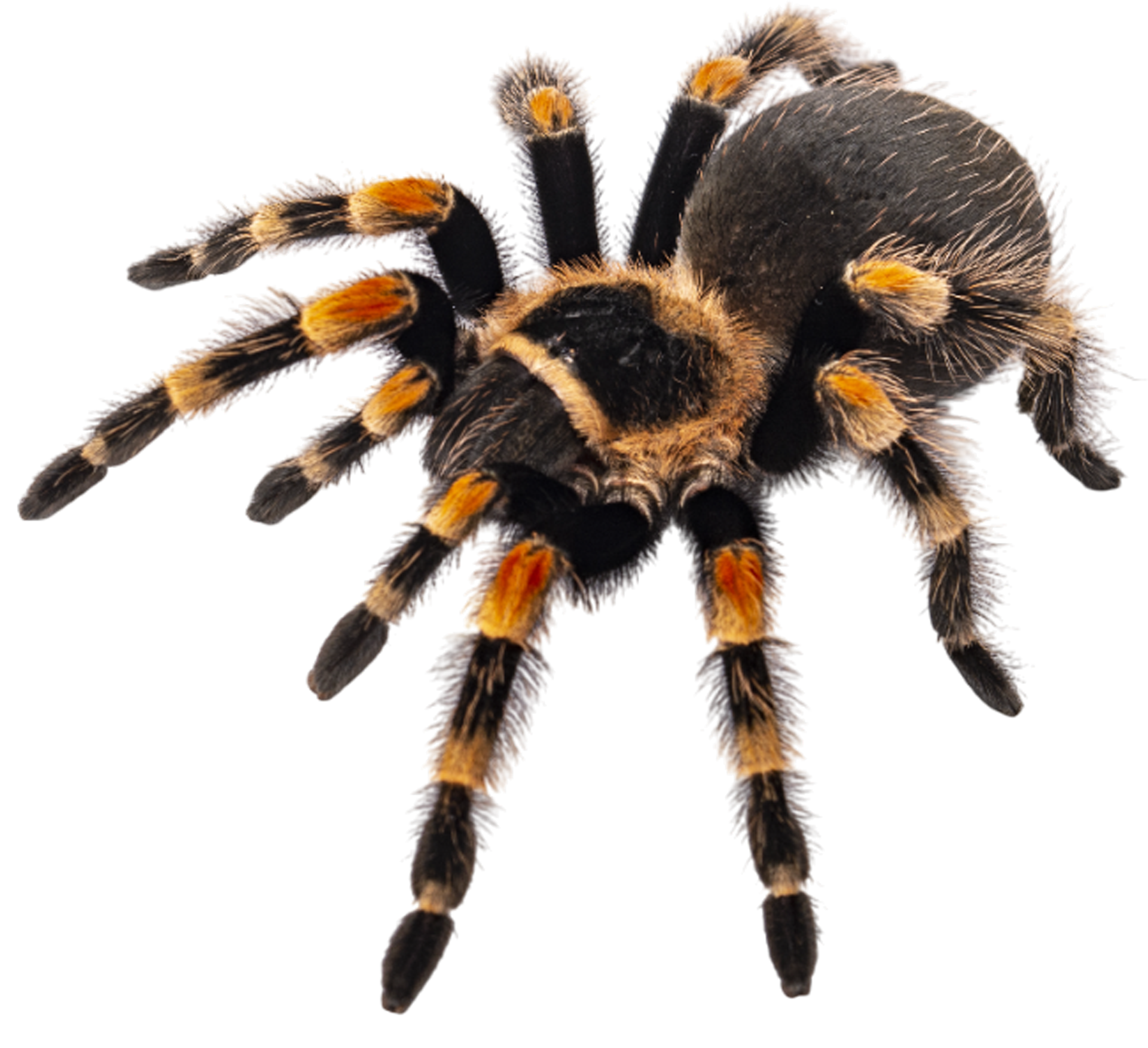 A close up of a tarantula on a white background.