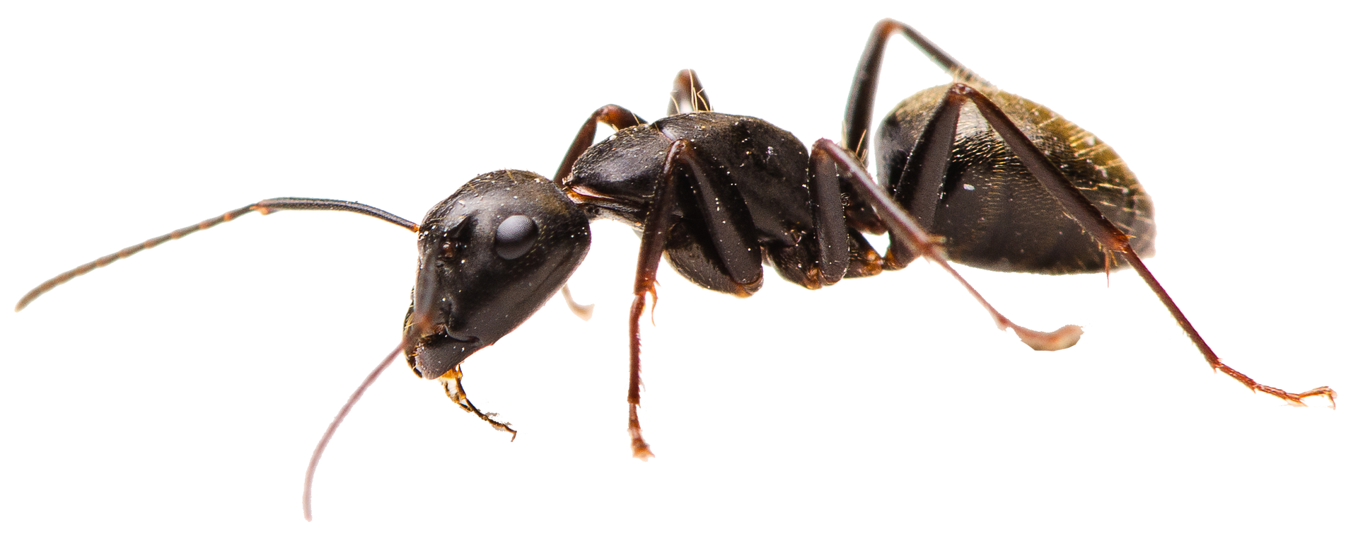 Ant