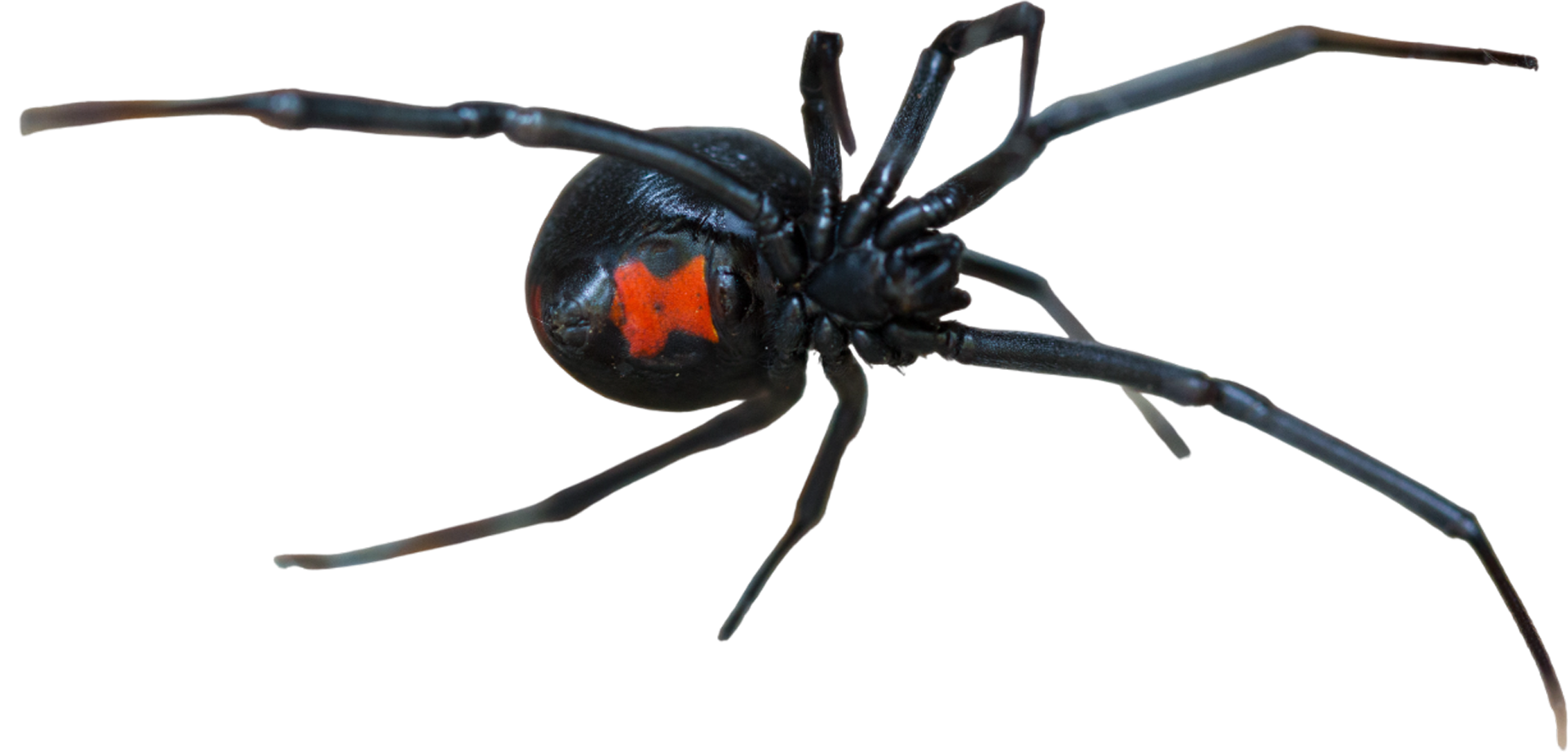 Black widow