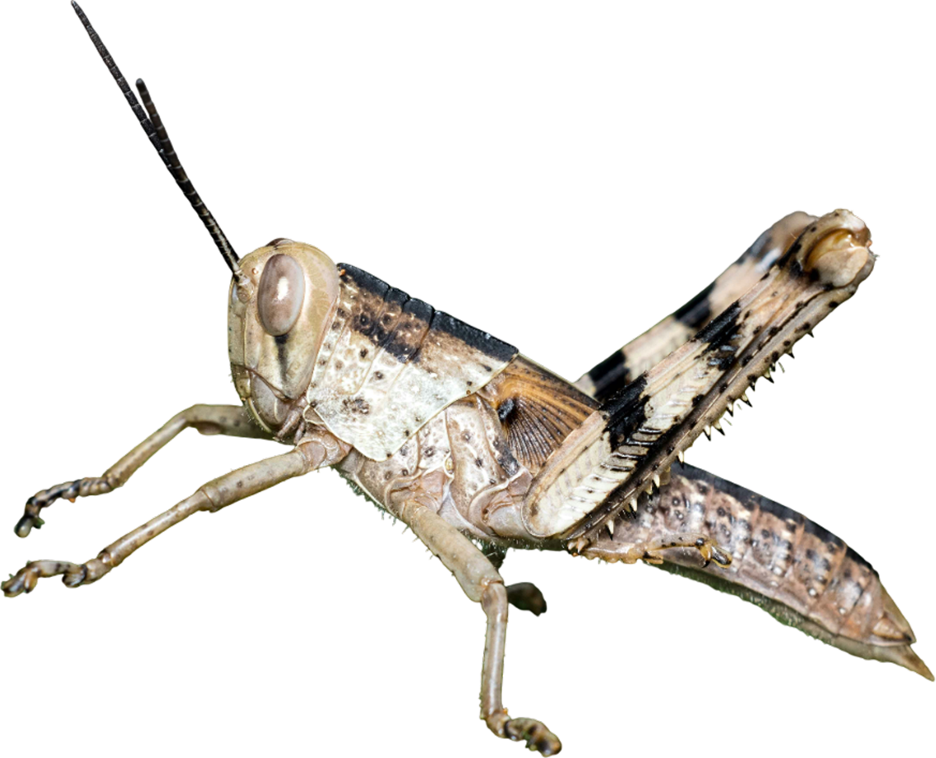 A close up of a grasshopper on a white background.
