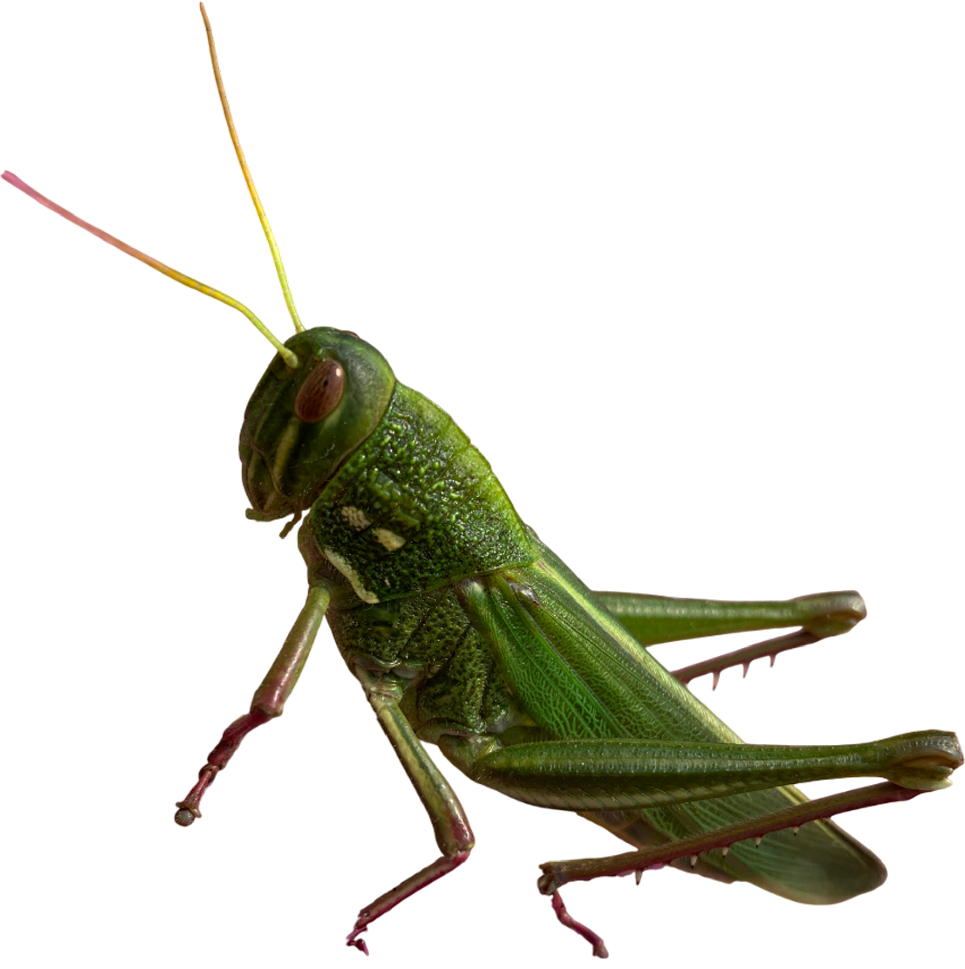 A green grasshopper on a white background with red legs