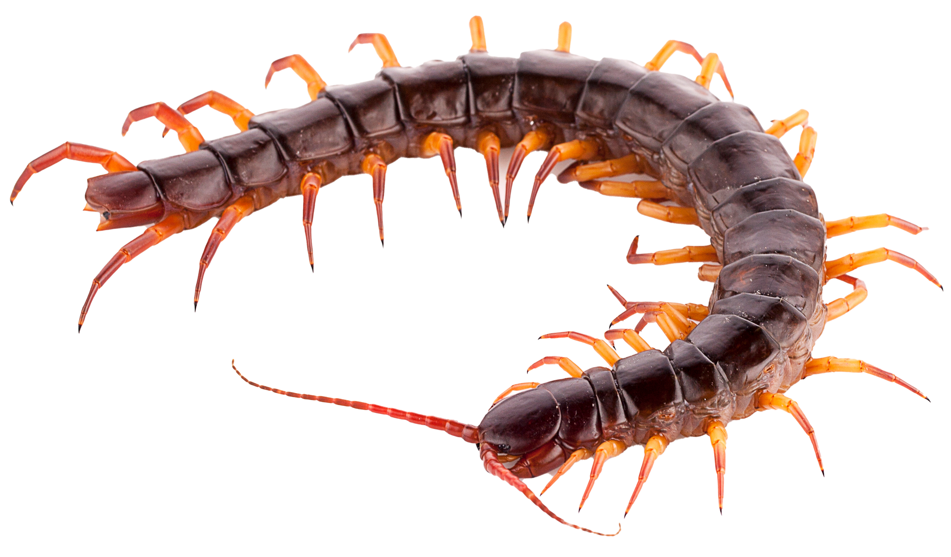 A close up of a centipede on a white background.
