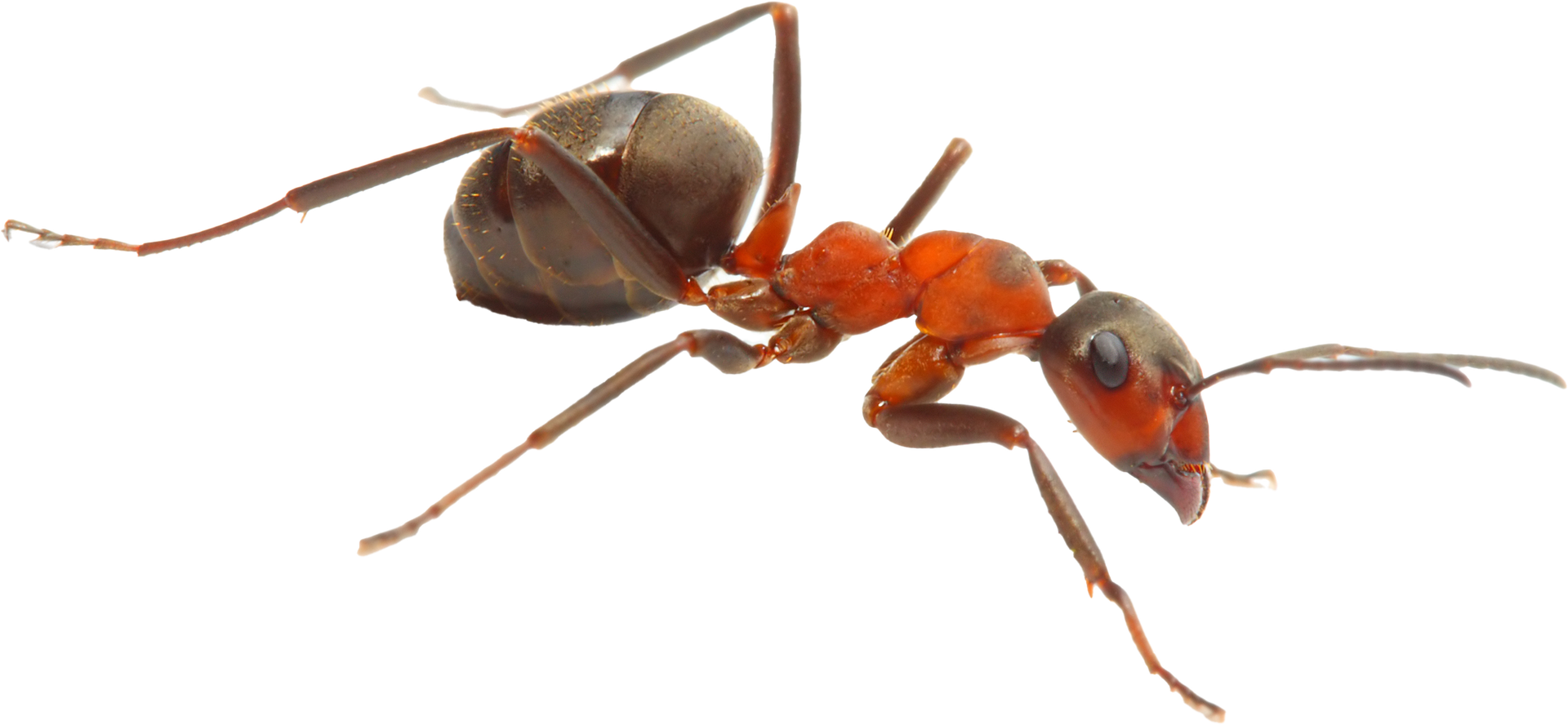 A close up of a red ant on a white background.