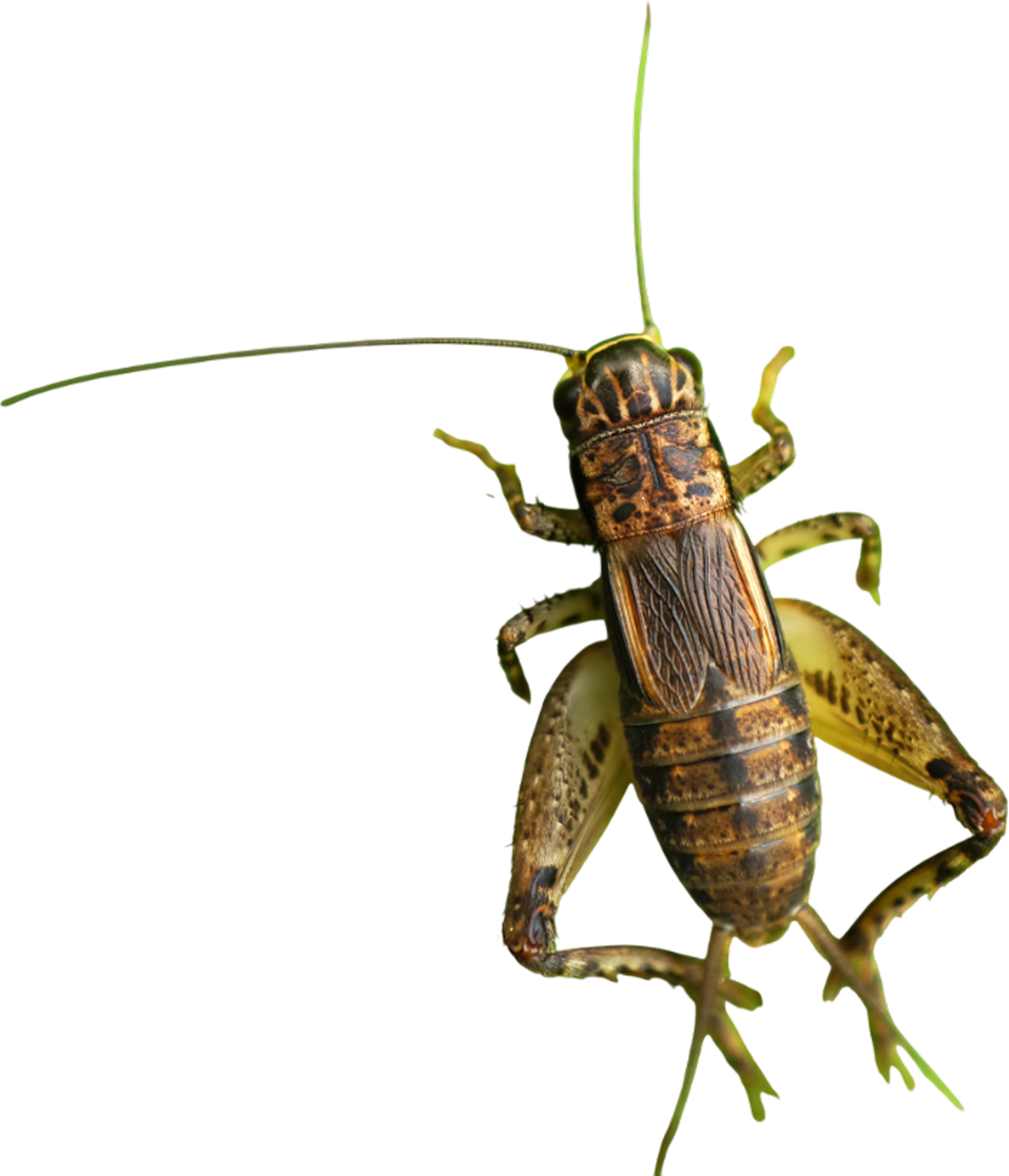 A close up of a grasshopper on a white background