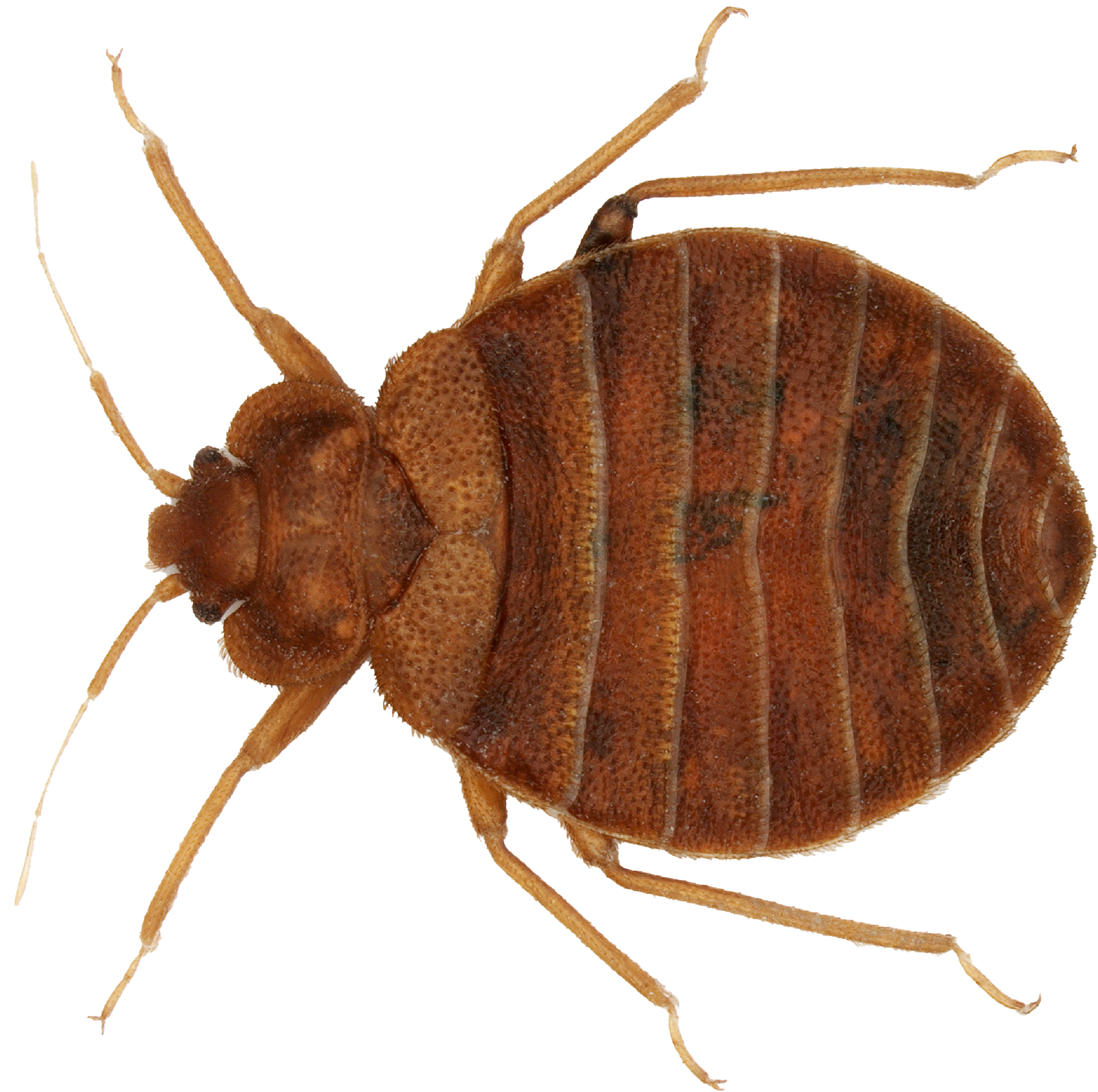 Bed bug
