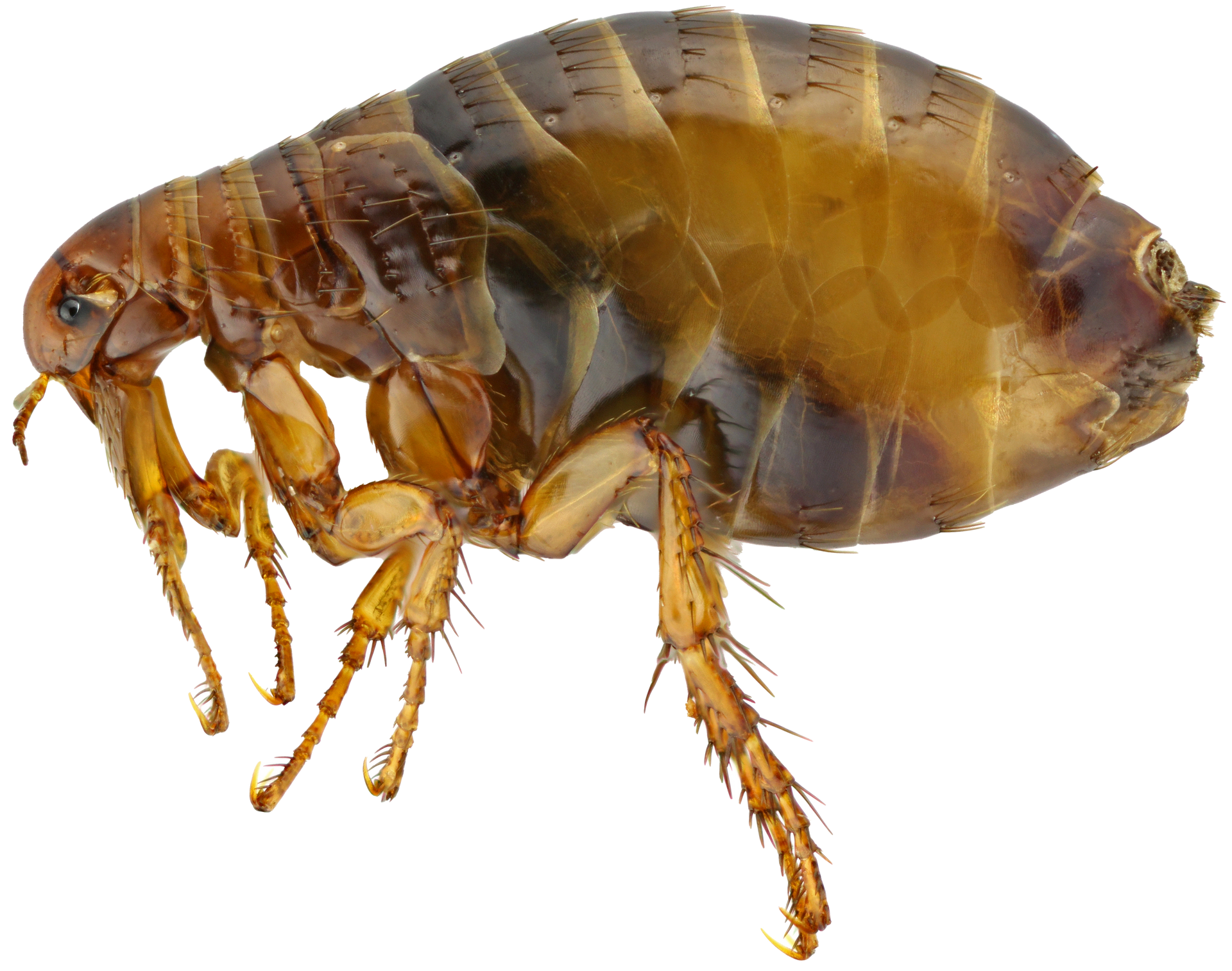 A close up of a flea on a white background