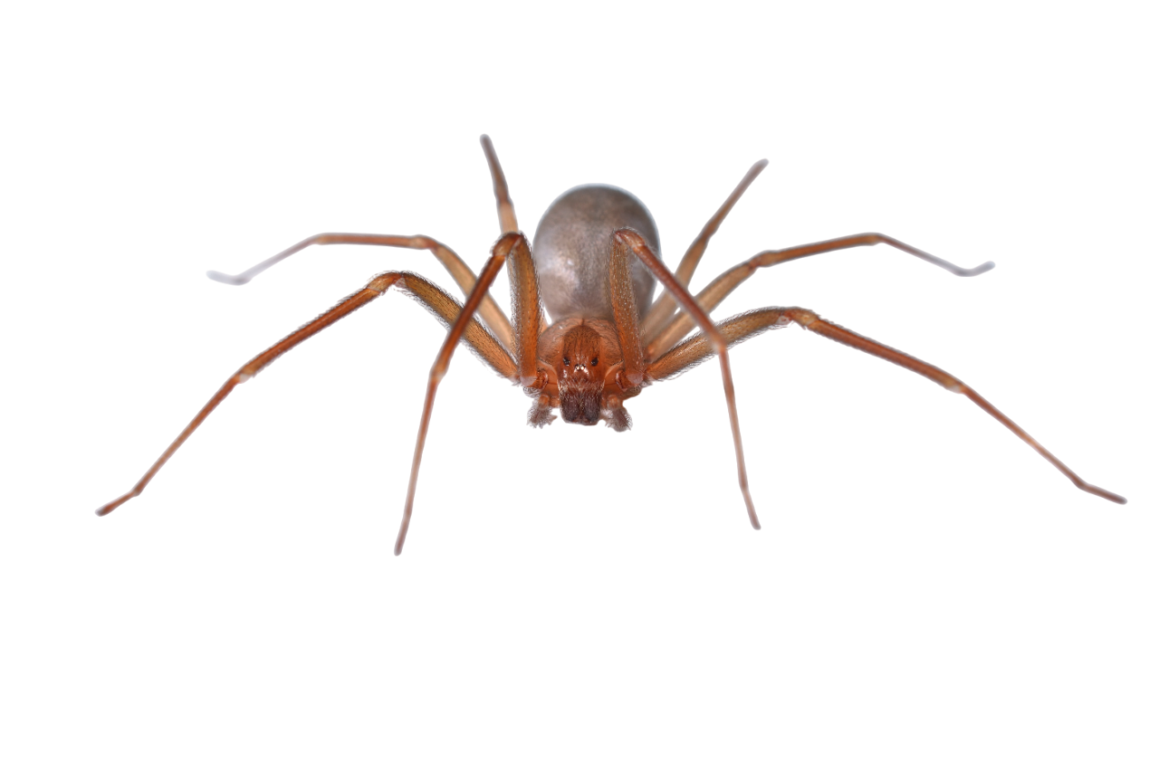 A close up of a brown spider on a white background.