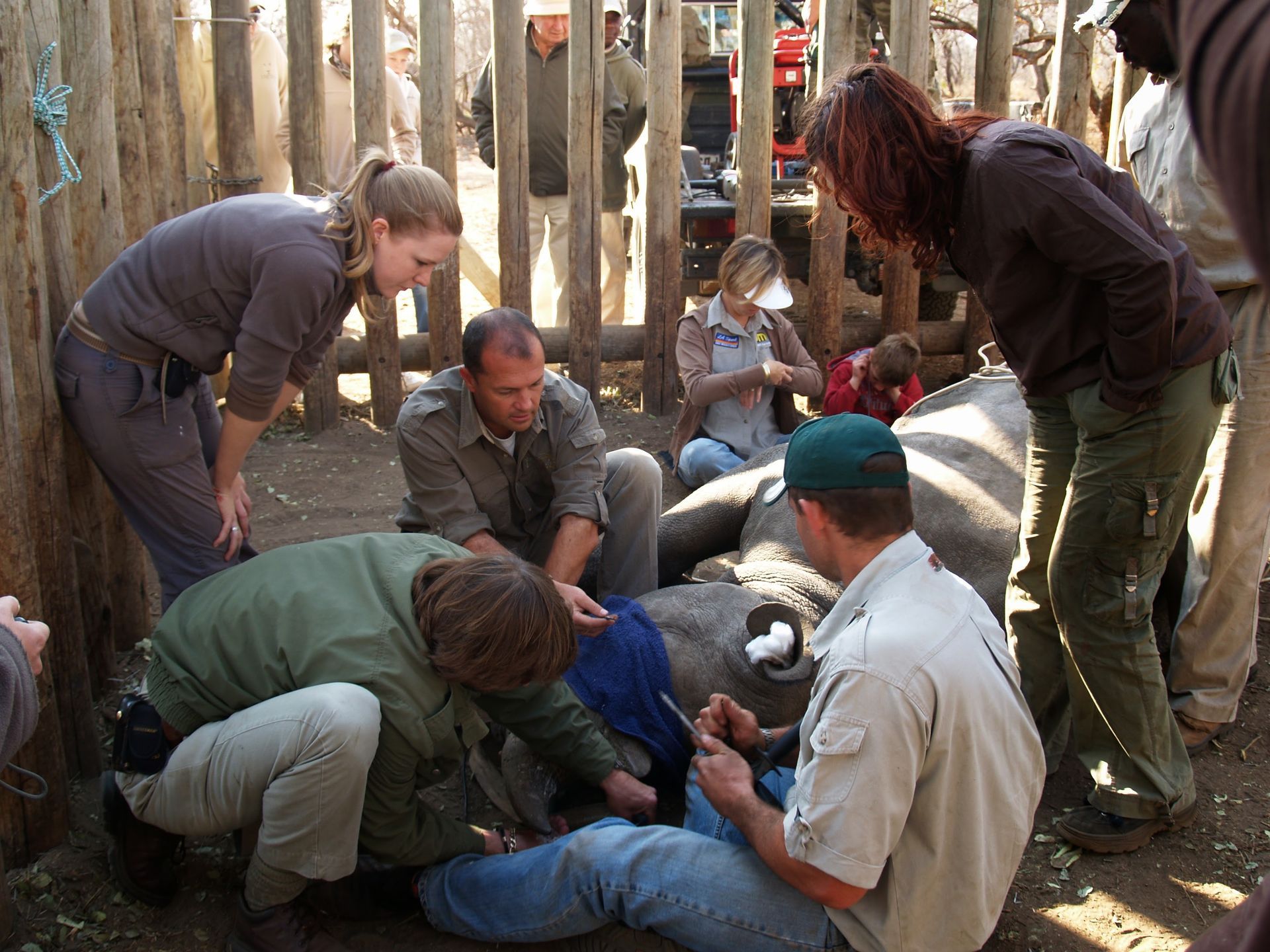 People crouch around an injured animal being cared for in a wooden pen.