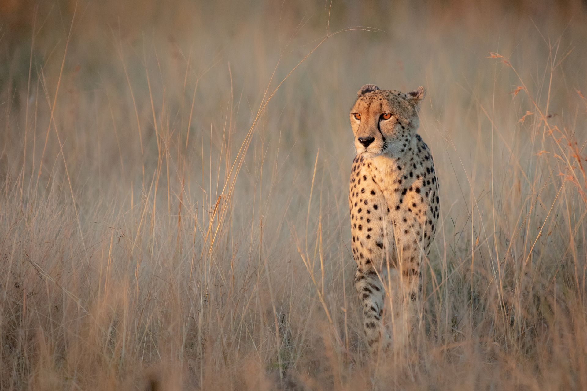 Cheetah standing in tall dry grass, alert in a natural savanna setting.