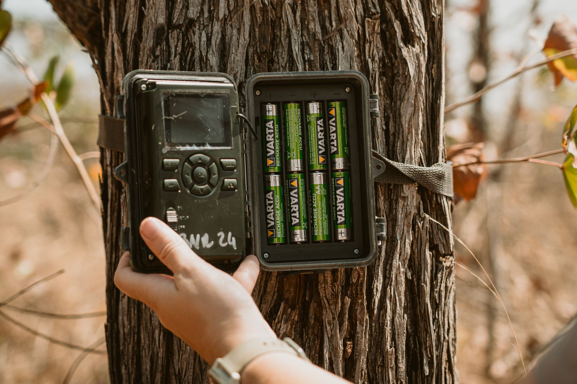 Hand placing a trail camera on a tree trunk in a wooded area, with the camera door open.