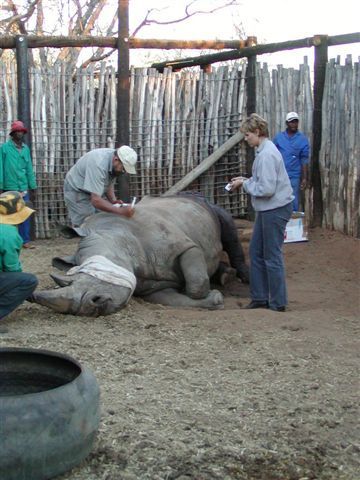 People tending to a sedated rhinoceros in a fenced enclosure, with one person working on its side.