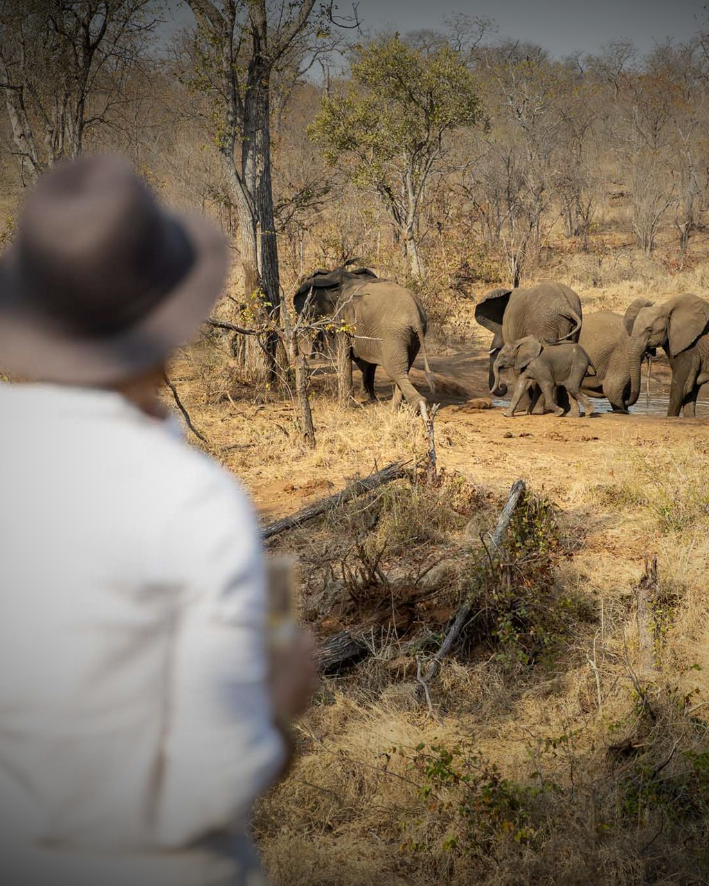 Person in a hat watching elephants walking through dry grassland.