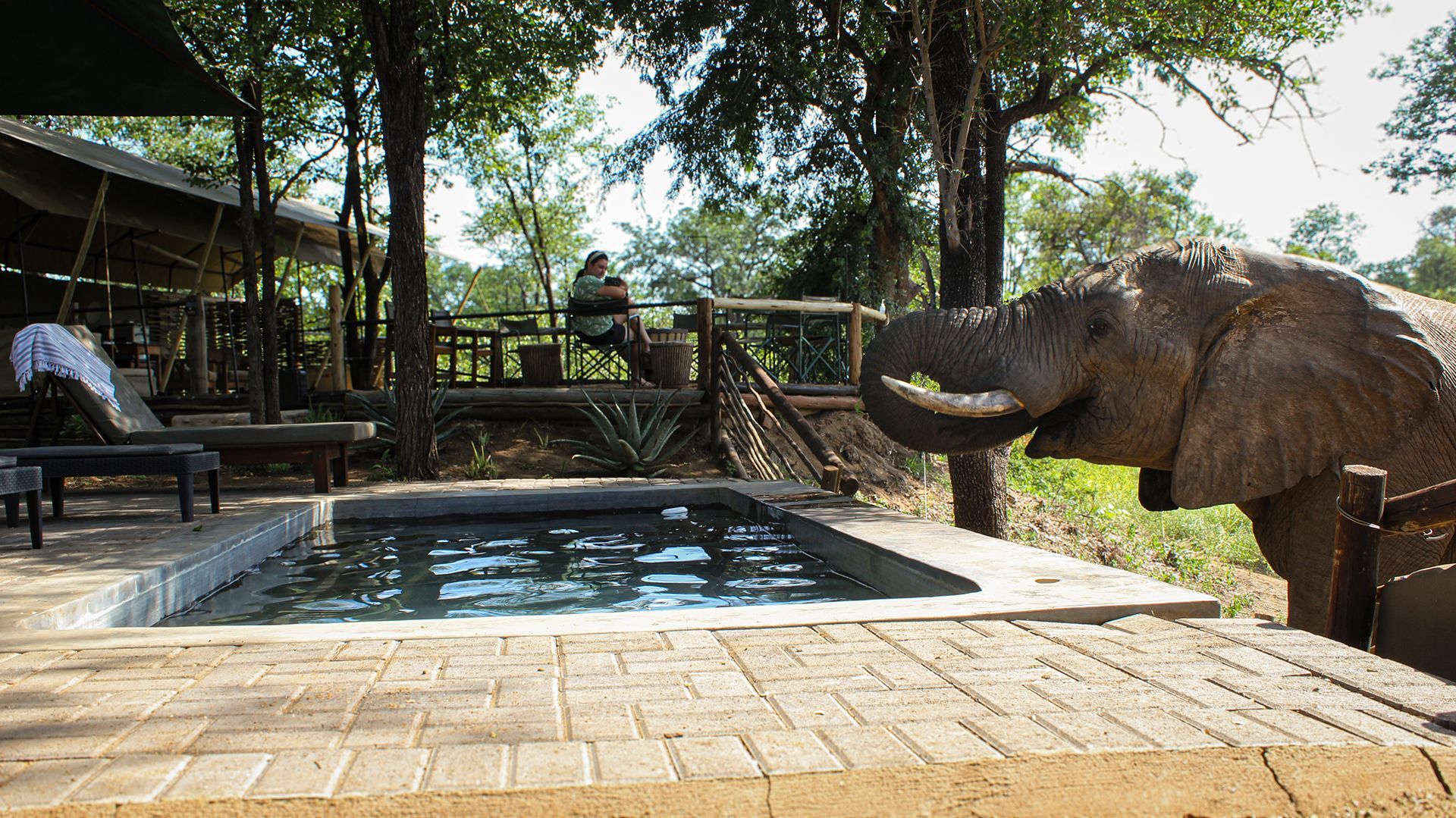 An elephant reaching for water in a small pool. A Bundox guest sits nearby.