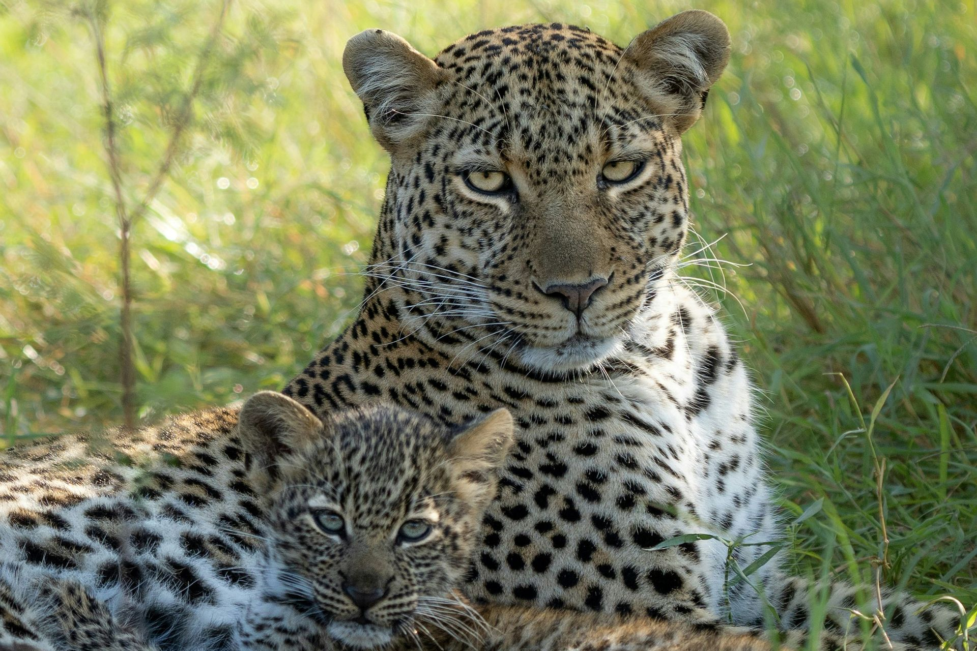 Leopard resting in grass with a cub, both spotted and alert in a natural setting