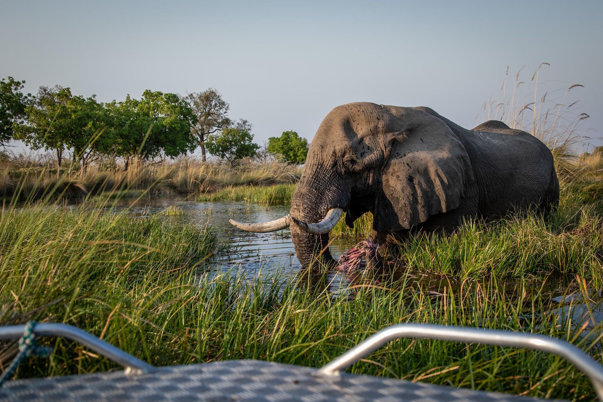 Elephant drinking from a marsh beside a safari vehicle in tall grass at sunset