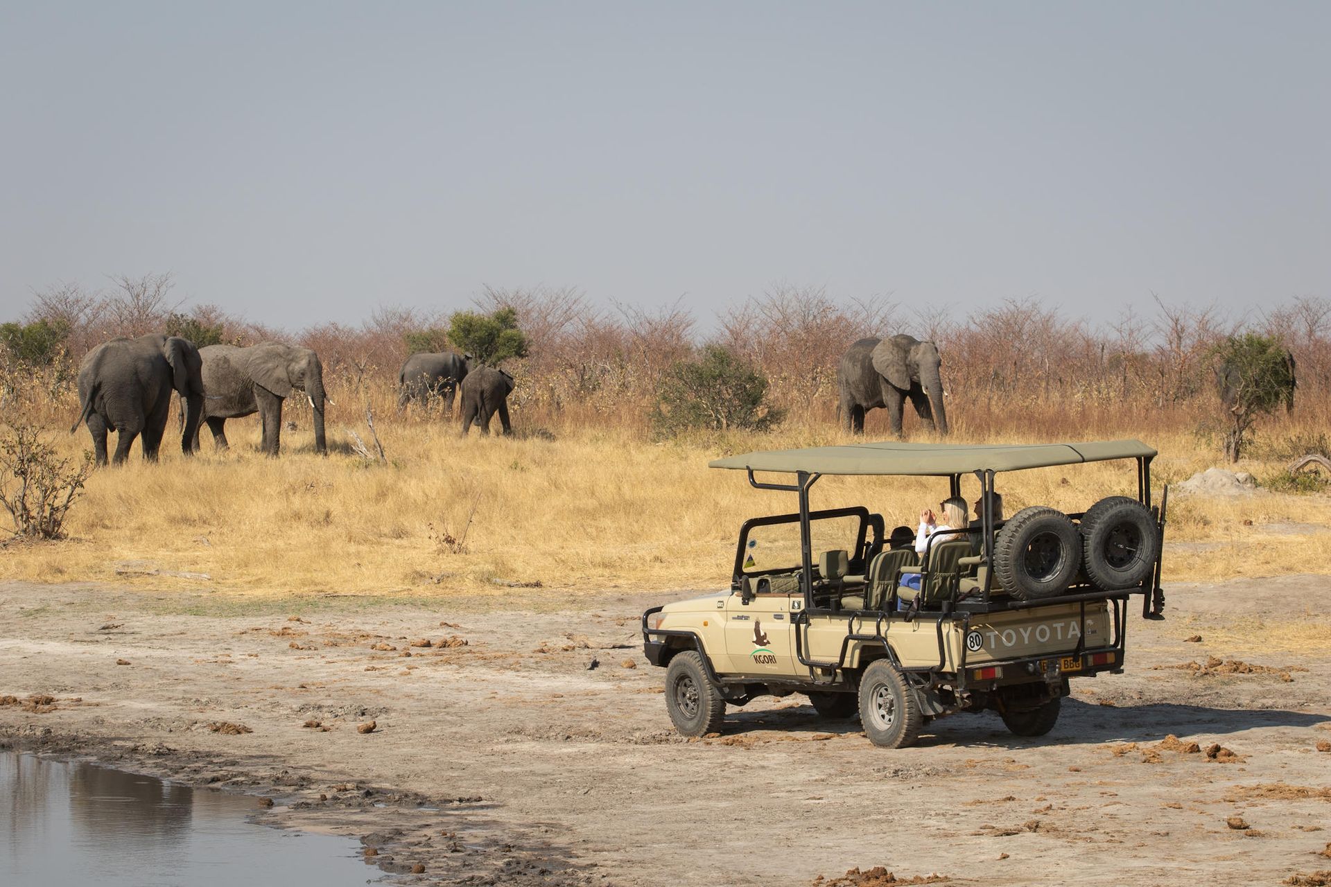 Safari vehicle near elephants in a dry savanna by a waterhole