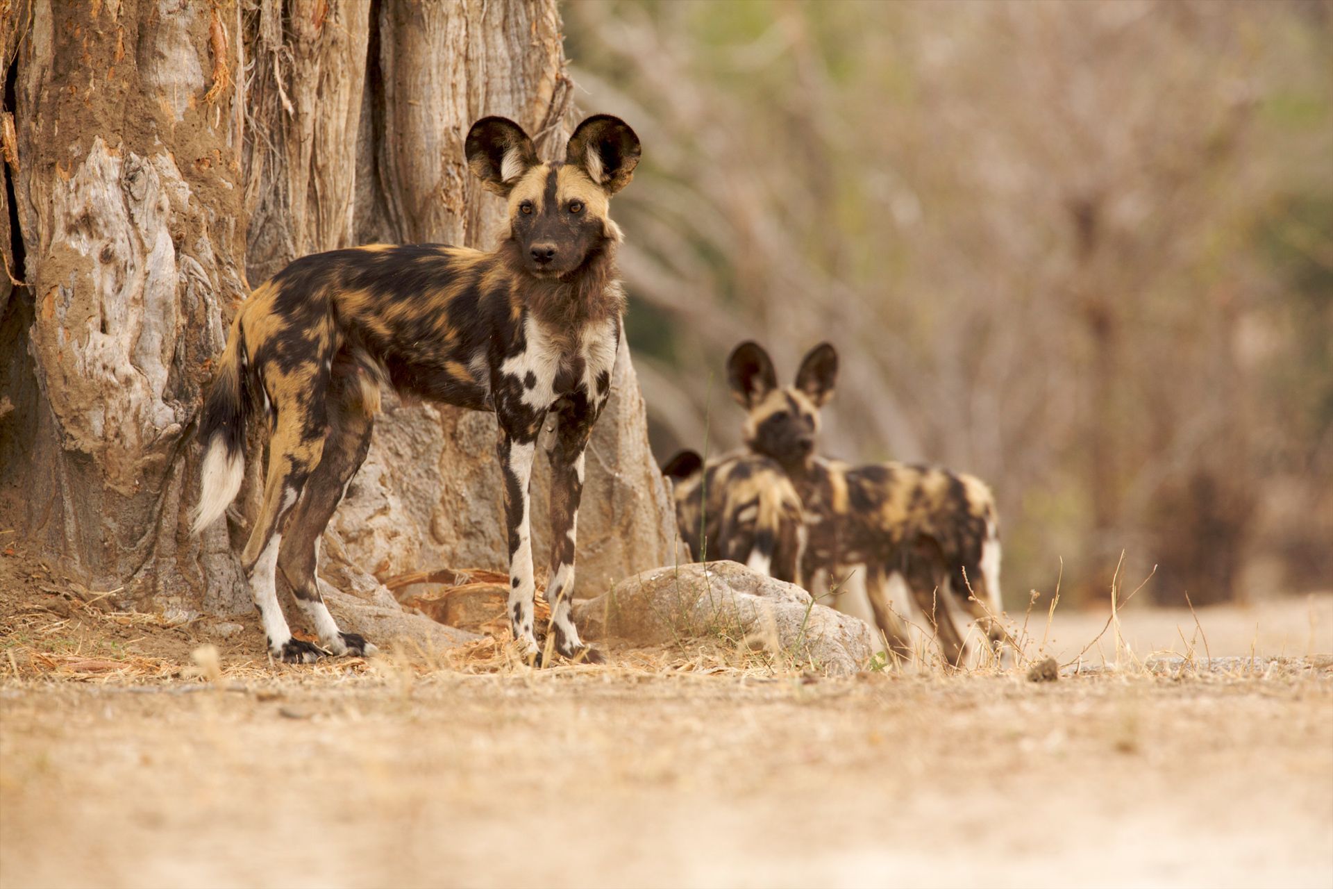 African wild dogs near tree; brown and black spotted fur; looking towards the camera.
