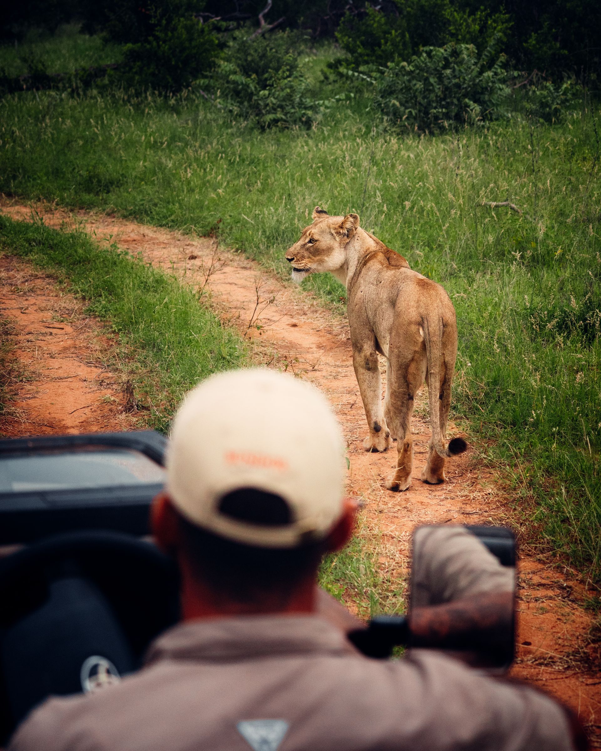 Lioness on dirt road in green safari reserve, seen from a vehicle with passengers in foreground