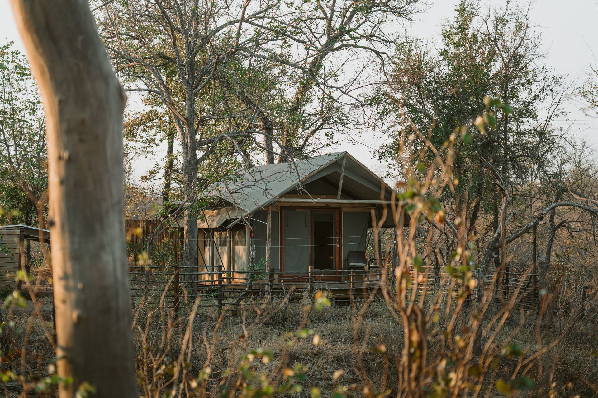 Abandoned wooden cabin in dry woodland, framed by tall trees and sparse brush.