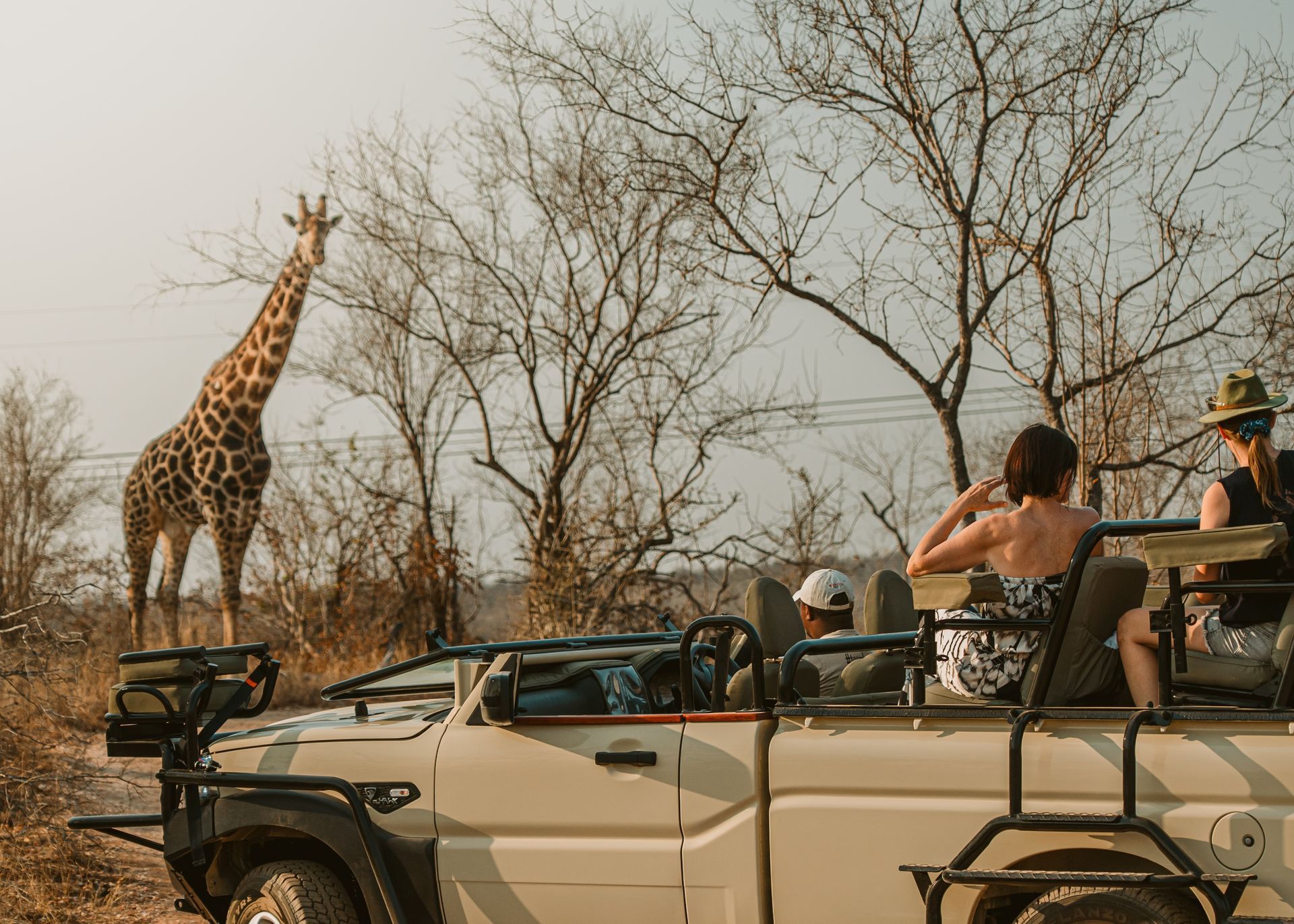 Safari jeep with tourists watching a giraffe in a dry savanna woodland